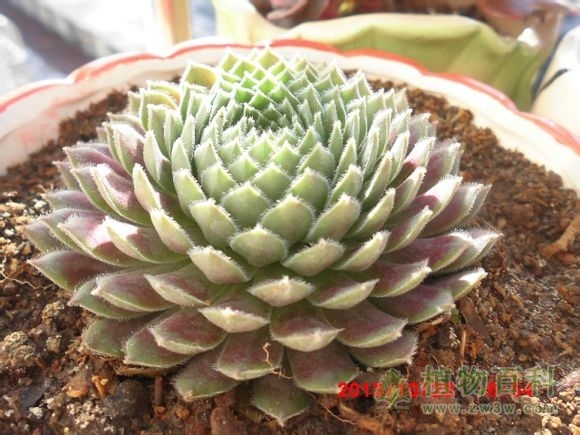 (大普货 紫牡丹) bet365365体育
-网友自拍