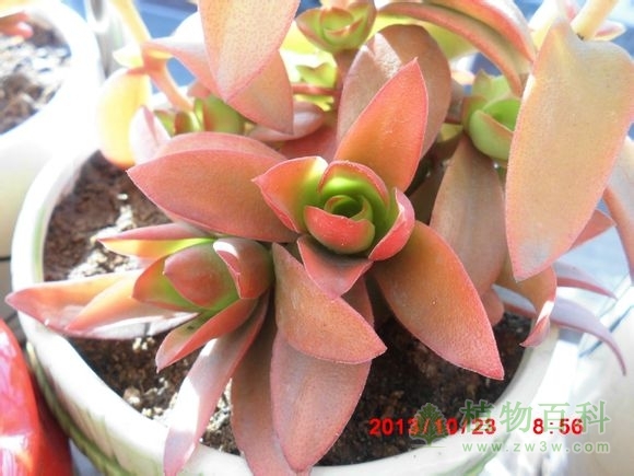 (开花 上色的火祭~) bet365365体育
-网友自拍