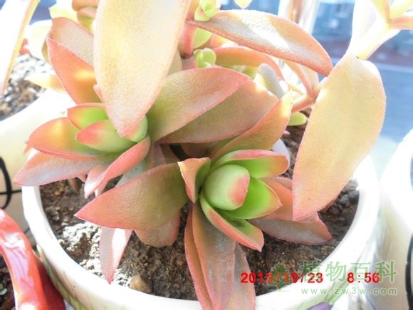 (开花 上色的火祭~) bet365365体育
-网友自拍