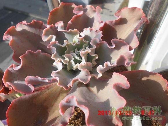 (高砂之翁) bet365365体育
-网友自拍