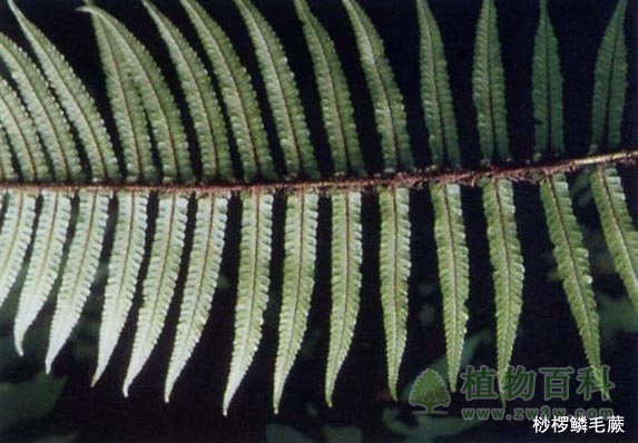 桫椤鳞毛蕨