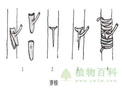 丁字形芽接