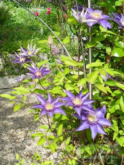 开花藤蔓铁线莲