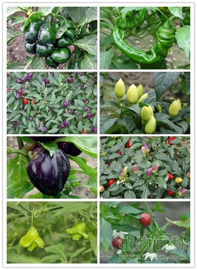 辰山植物园的奇异瓜果