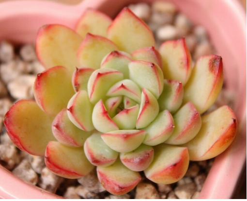 可爱的bet365365体育
