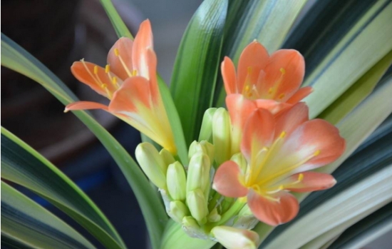 君子兰花蕾并存