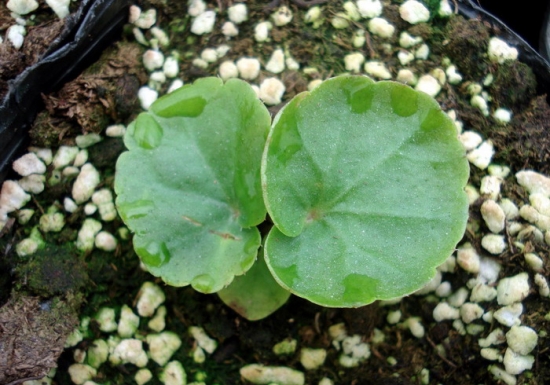 种子繁殖的四季海棠幼苗