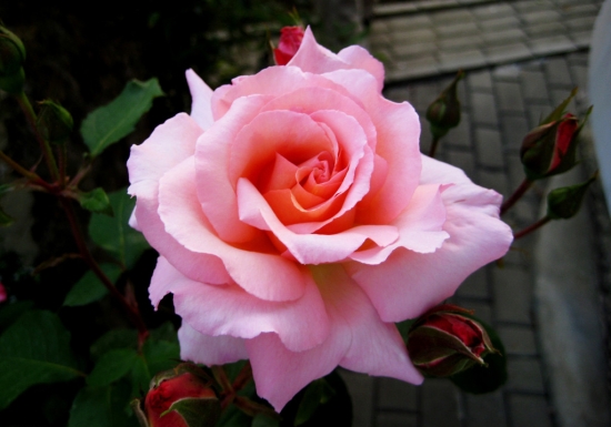硕大的月季花