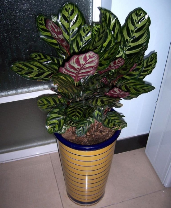 卧室里美丽的孔雀竹芋