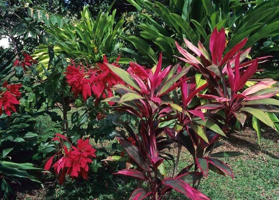 野外的千年木图片