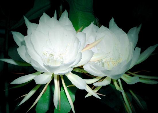 盛开的洁白昙花