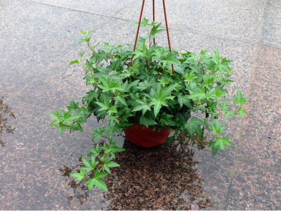 常春藤盆栽