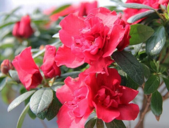 漂亮的西洋杜鹃