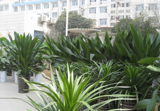 学校里的青云直上