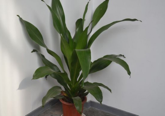 好看的青云直上