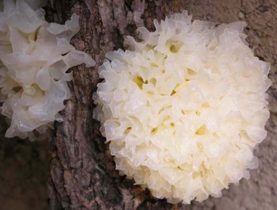 生长中的雪耳