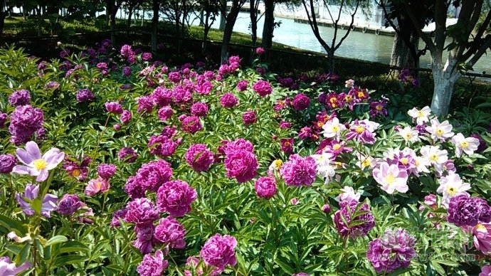 南京红山小学建珍稀濒危生态植物园