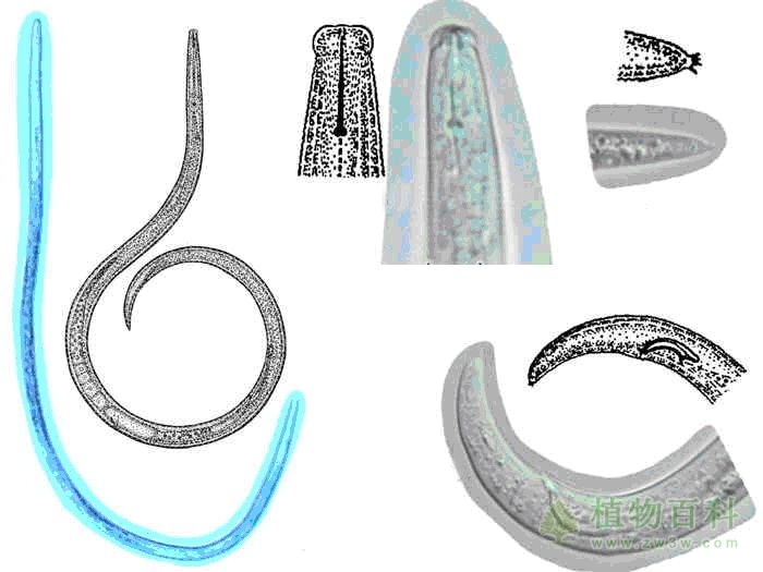 天津检验检疫局检出有害生物30批
