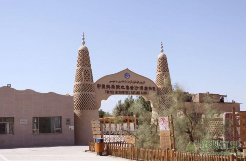 吐鲁番沙漠植物园