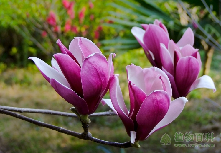 环保部公布：我国高等植物有35000多种