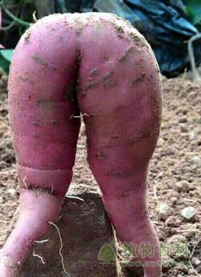 长相性感火辣风骚饱满的红薯