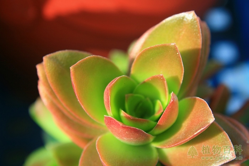 检疫部门从bet365365体育
中截获植物病原细菌