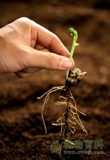 为什么植物根朝下茎朝上生长