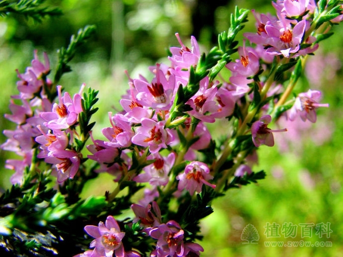 300株新植物欧石楠尝试引种龙潭公园