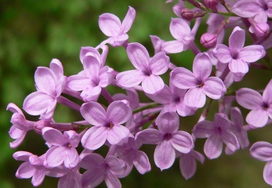 丁香花