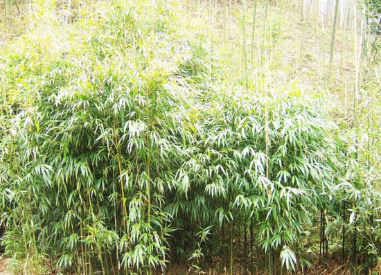 竹子叶子发黄