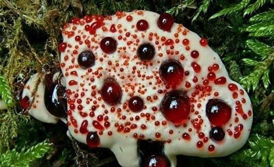 出血芽菌