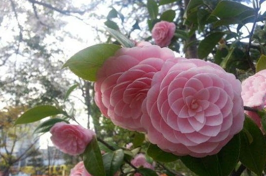 奇花异草有哪些