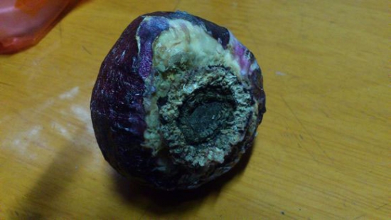 风信子发霉