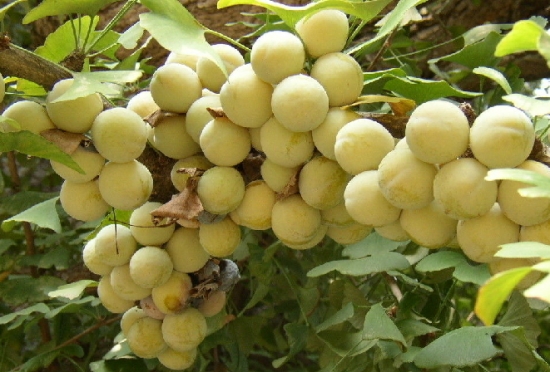 裸子植物