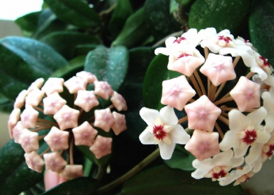 逐渐消苞的球兰