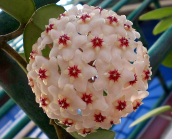 正常开放的球兰