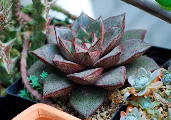 大和锦怎样养殖