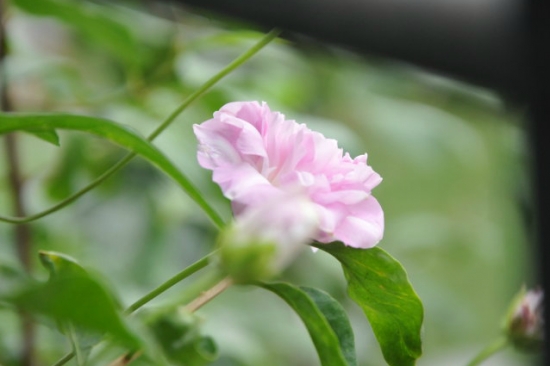 缠枝牡丹