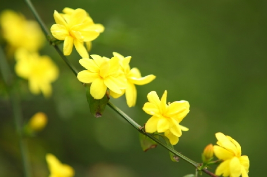迎春花修剪时间