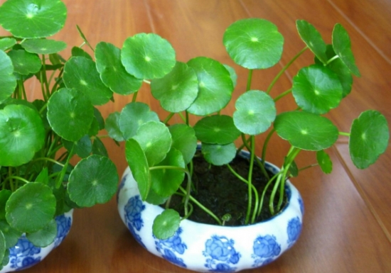 铜钱草
