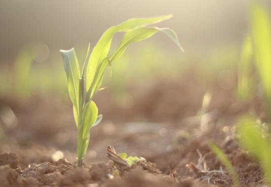 温度对植物生长有什么影响