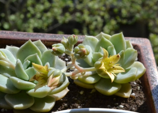 温度对植物生长有什么影响