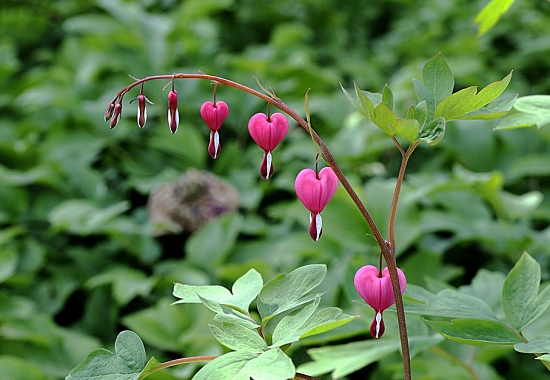 单子叶——铃兰