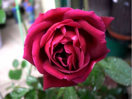最香的月季花——林肯先生
