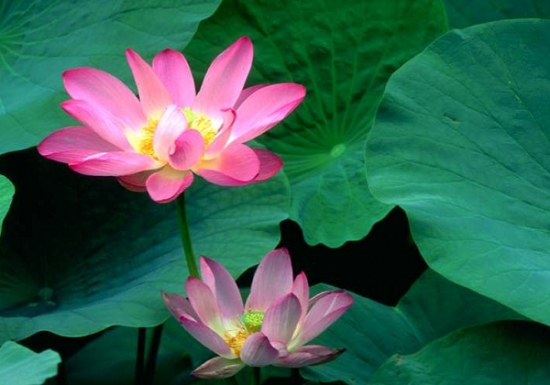 荷花
