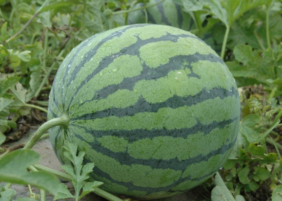 西瓜种植技术