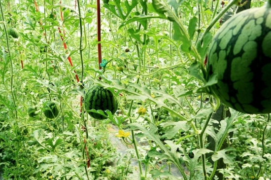 西瓜种植技术