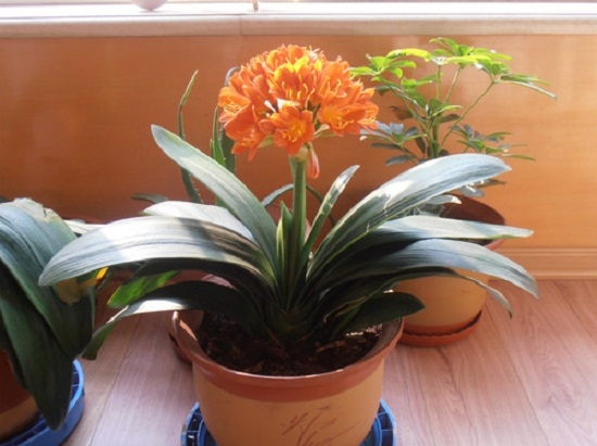 君子兰花后管理要点