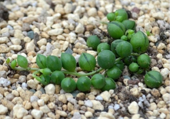 珍珠吊兰日常养护