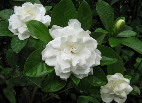栀子花